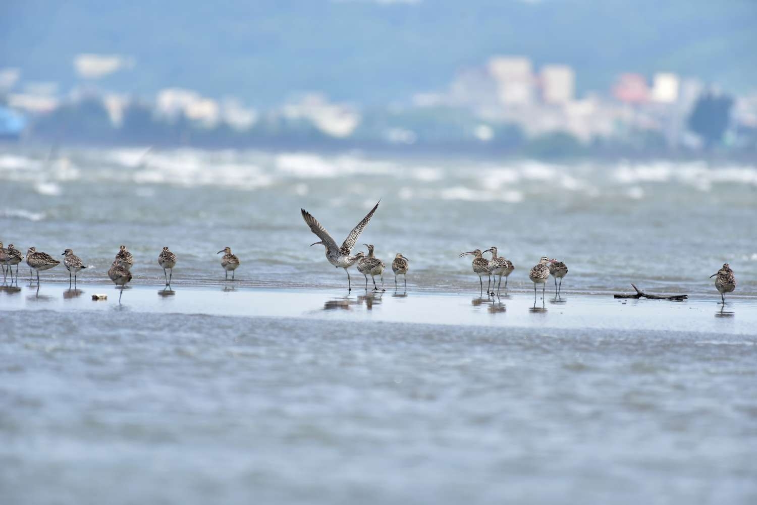 南港賞鳥區景觀再升級 幽徑步道、親水平台打造17公里海岸「生態教室」