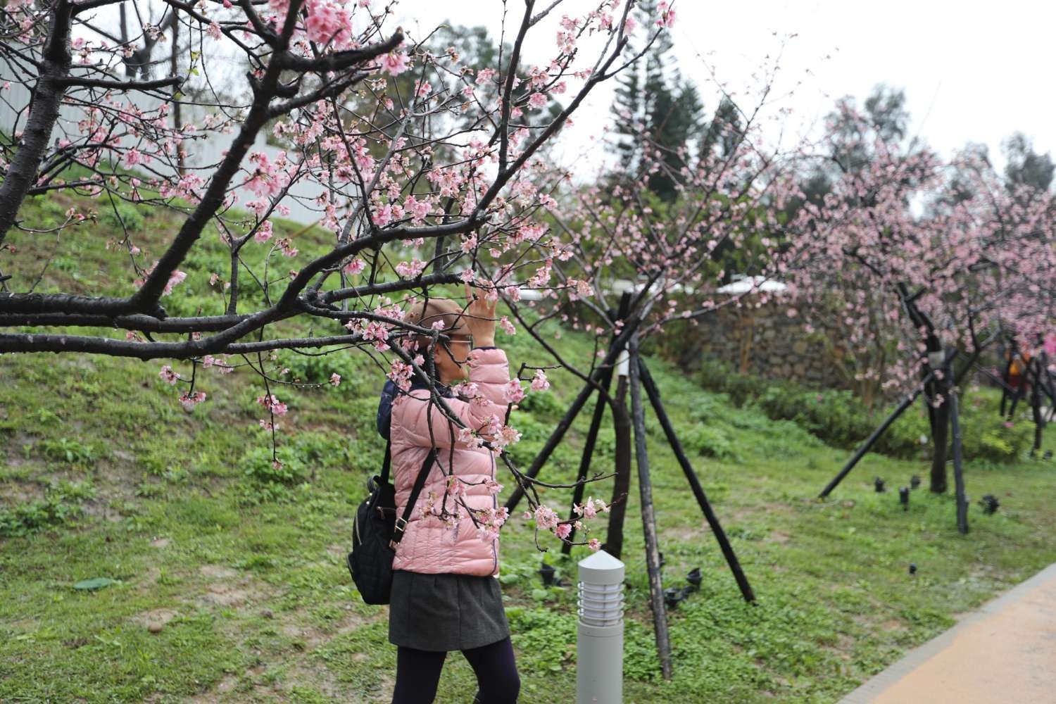 賞花季登場！新竹公園櫻花滿開 市民雨中拜訪春天
