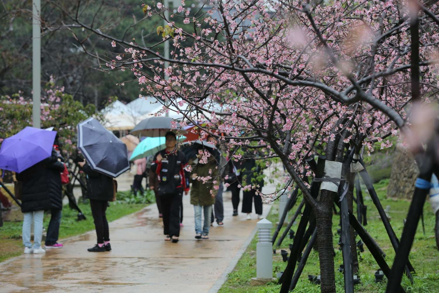 賞花季登場！新竹公園櫻花滿開 市民雨中拜訪春天