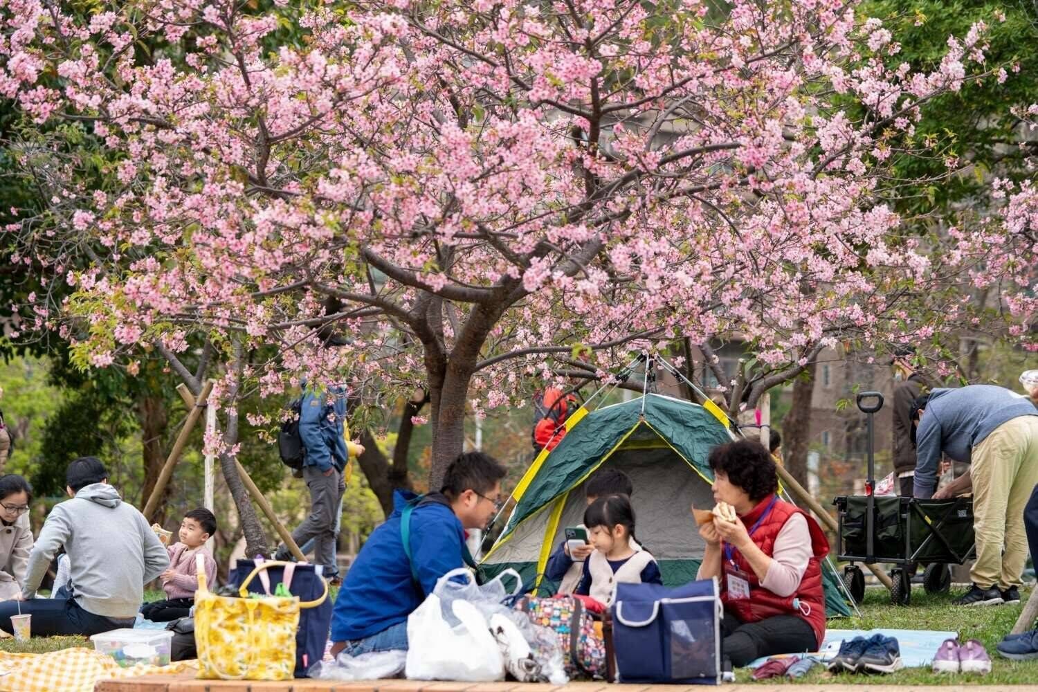 新竹公園櫻花盛開市民野餐照