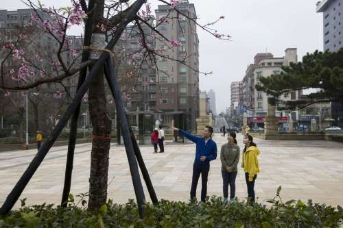 日本節目跨海採訪新竹公園櫻花 市長林智堅化身導遊帶路賞花