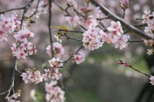 日本節目跨海採訪新竹公園櫻花 市長林智堅化身導遊帶路賞花