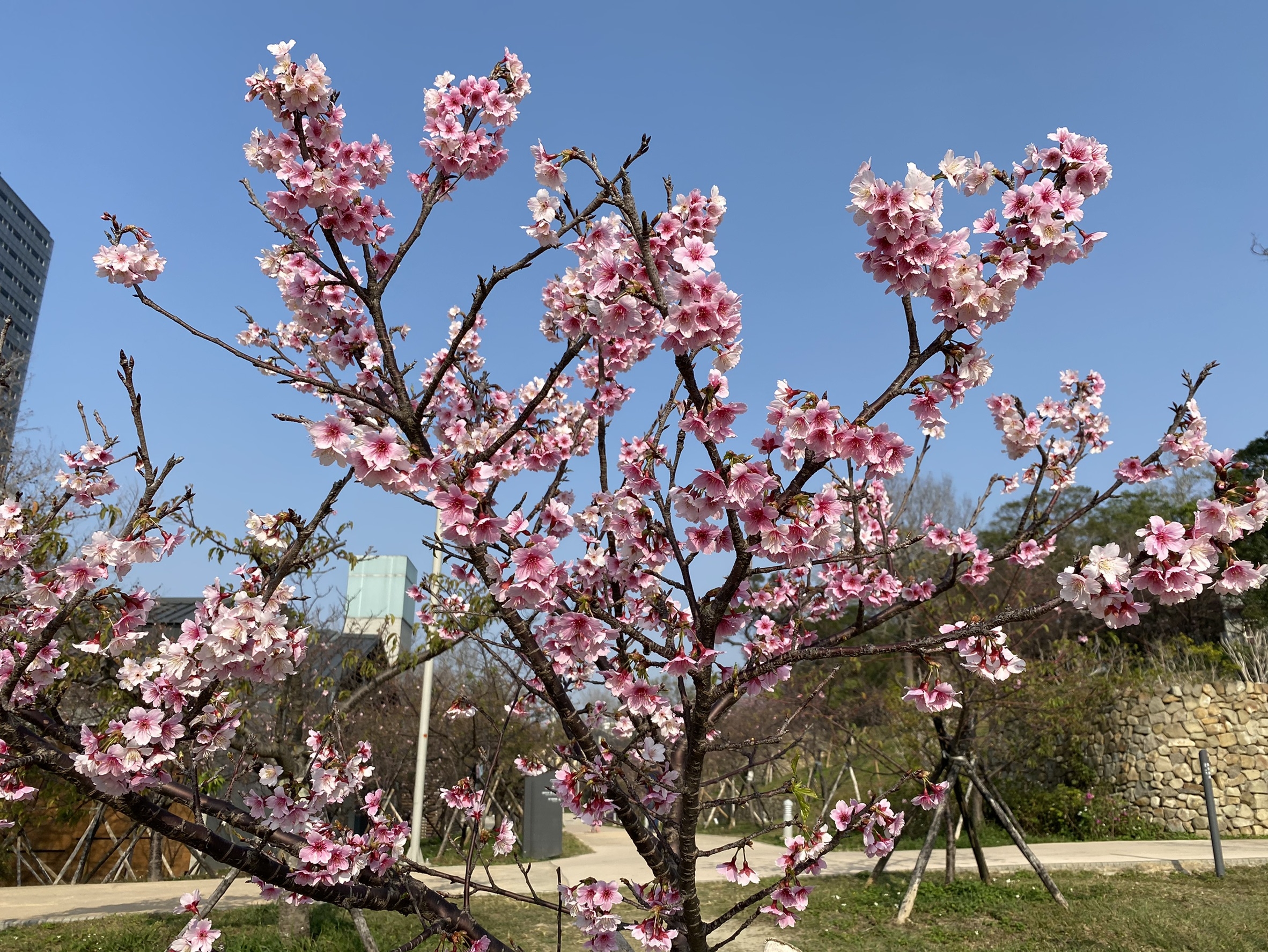 新竹公園櫻花群陸續盛開