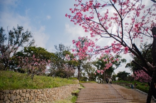 新竹公園櫻花群陸續盛開