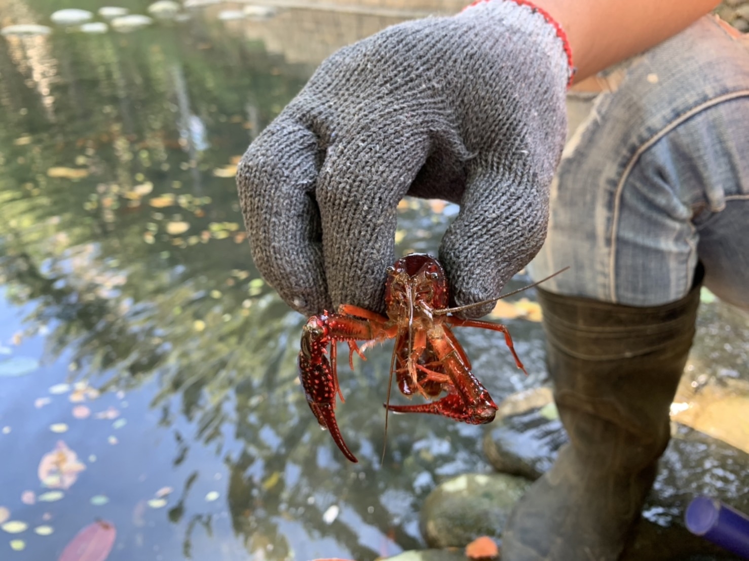 「美國螯蝦」遭不當放養於護城河內，市府城銷處啟動捕捉已超過三千隻