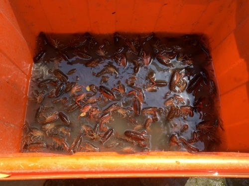 「美國螯蝦」遭不當放養於護城河內，市府城銷處啟動捕捉已超過三千隻