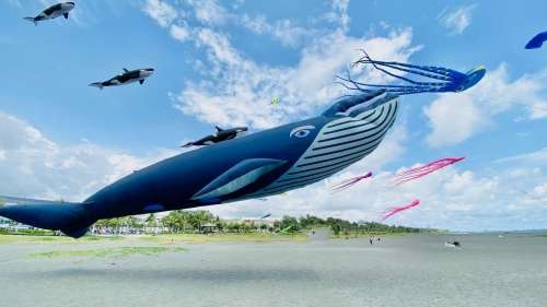 紐西蘭授權多款巨型鯨魚、海豚風箏，重現超夯韓劇《非常律師禹英禑》夢幻場景。