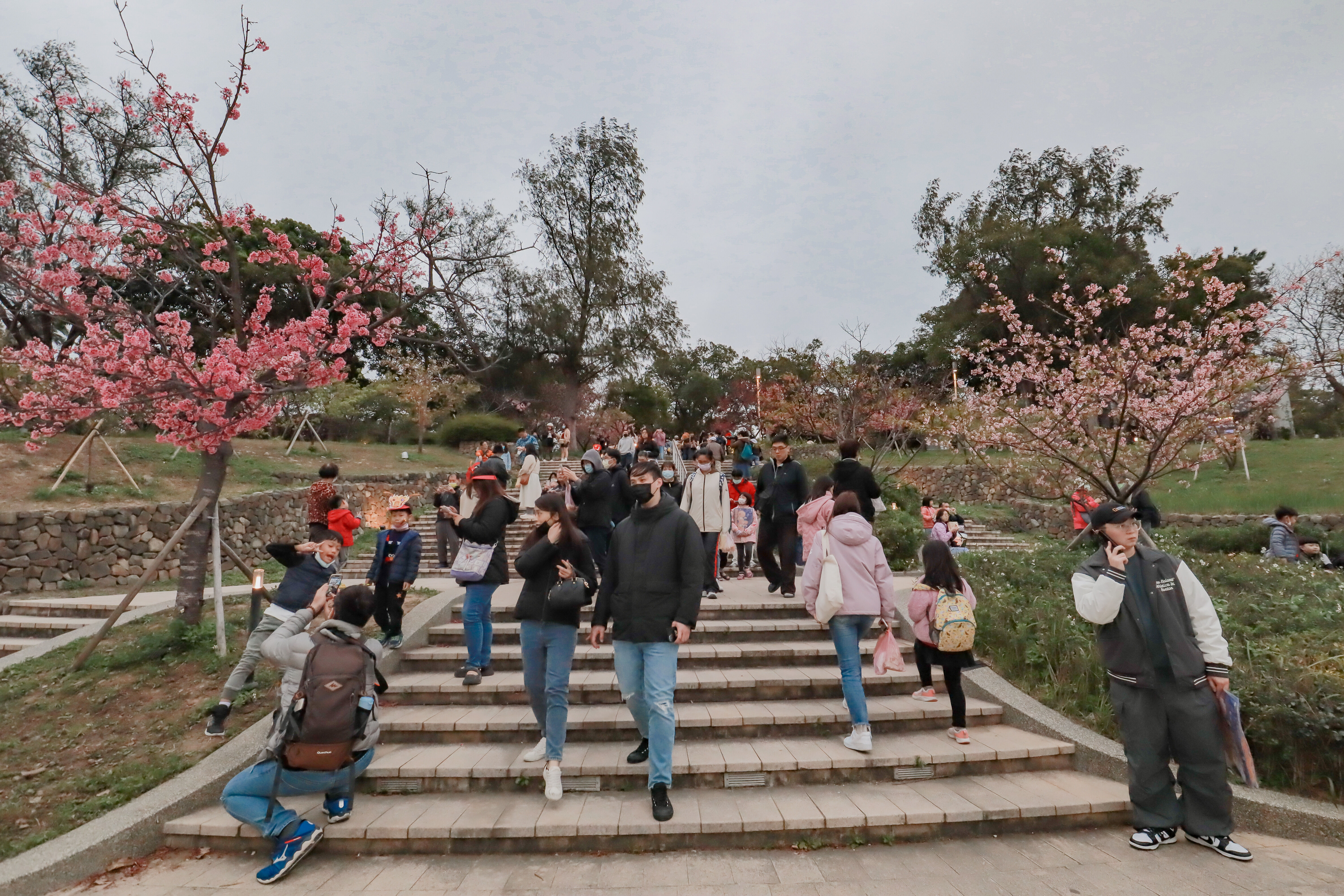 目前新竹公園花況已開近七成。