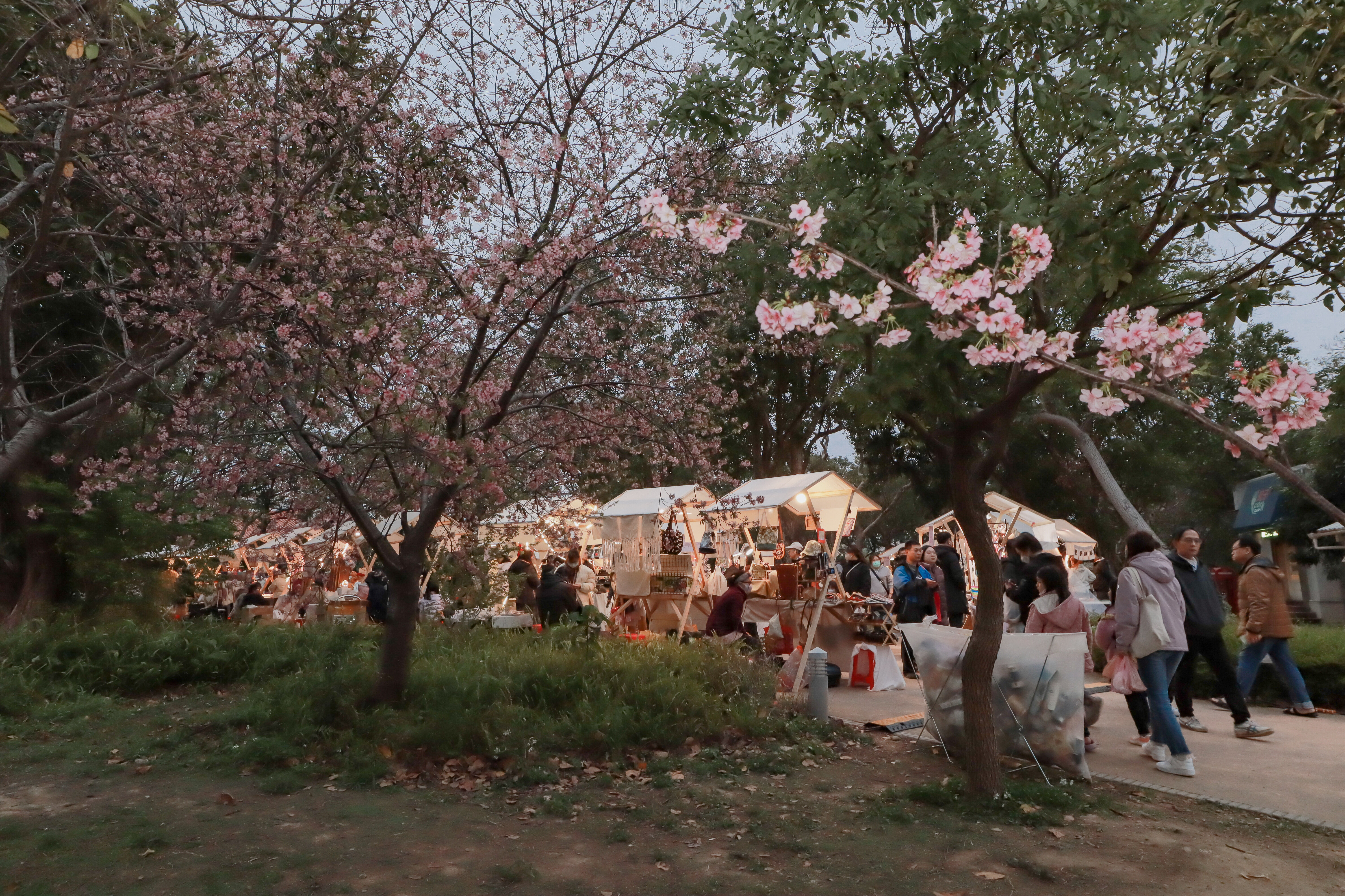 現場規劃50攤櫻花市集，讓民眾拍美照、吃美食。